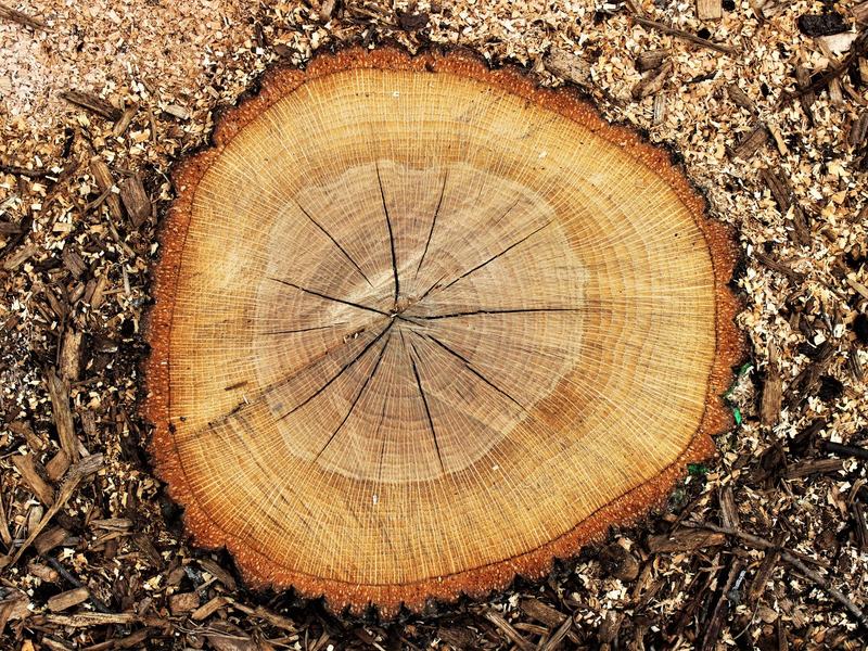 Stump grinding crew working near Iowa City