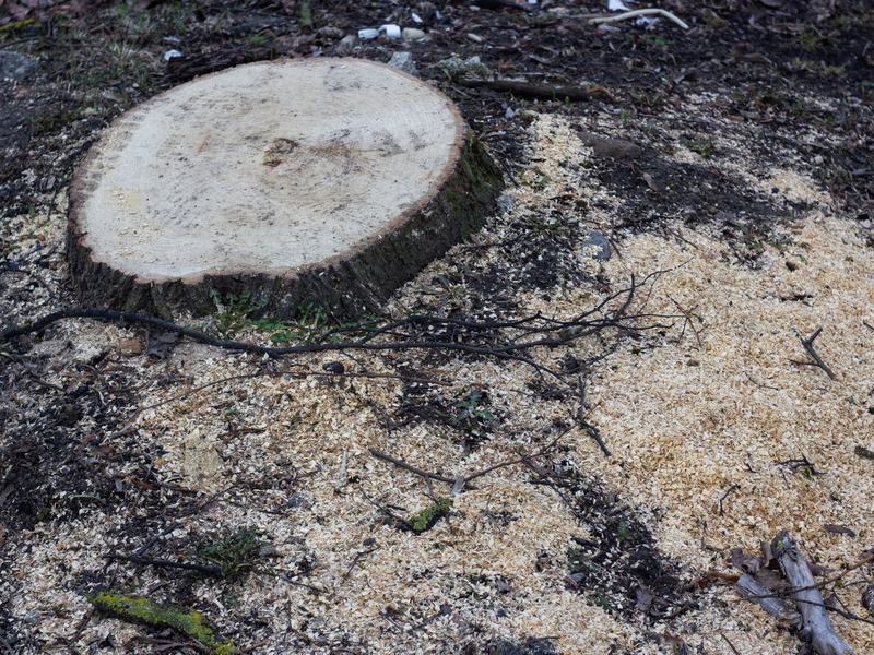 Stump grinding in Iowa City area, IA