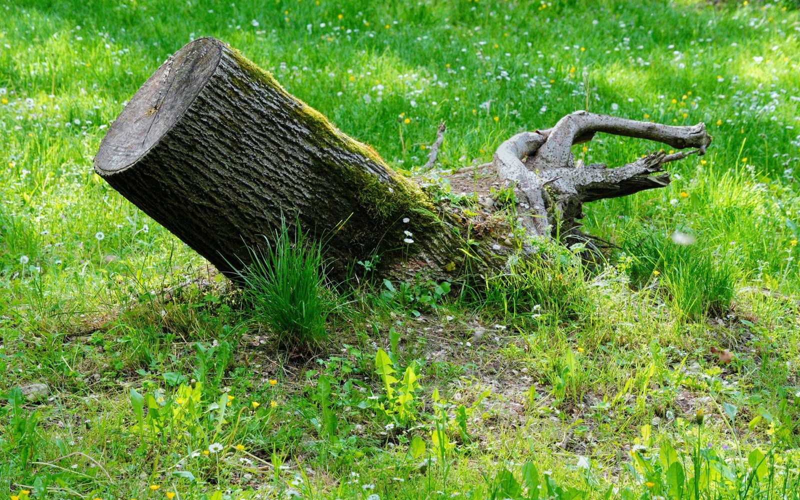 Stump grinding in Iowa City, IA by Iowa City Stump Grinding