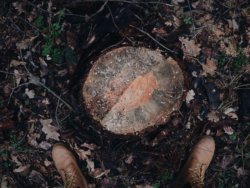 Stump grinding job in the Eastside neighborhood of Iowa City