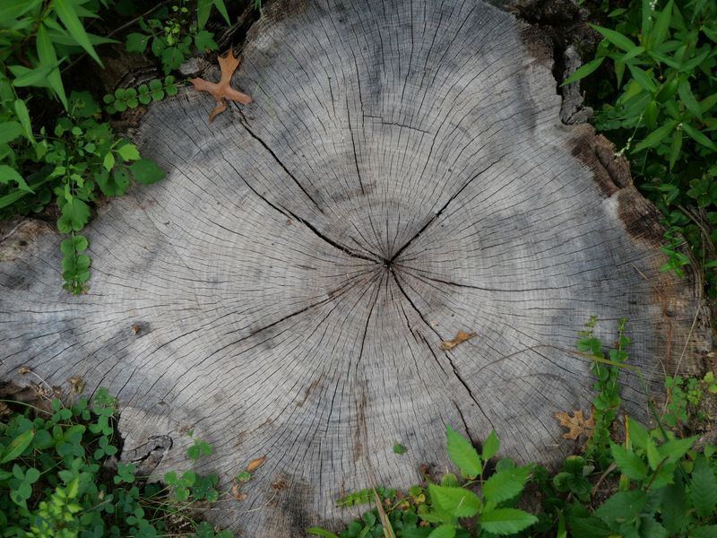 Stump grinding job in the Lucas Farms neighborhood of Iowa City